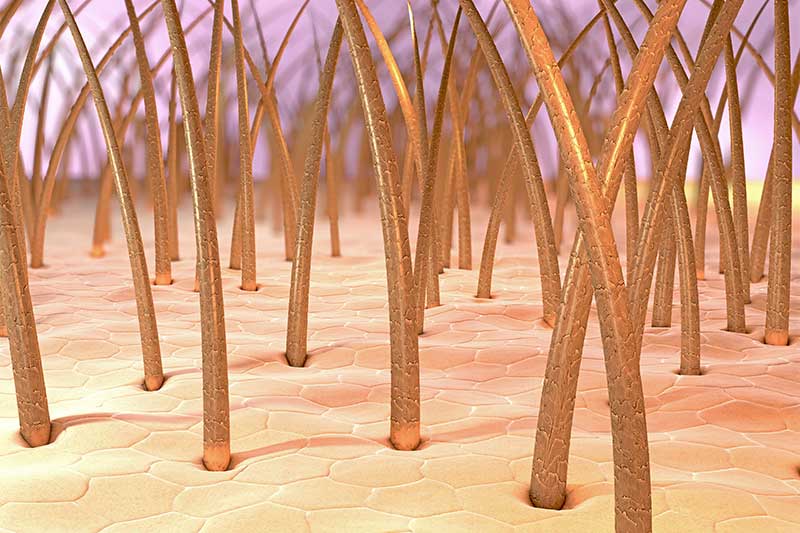 Healing Time After Hair Transplant | DR. Emrah CINIK