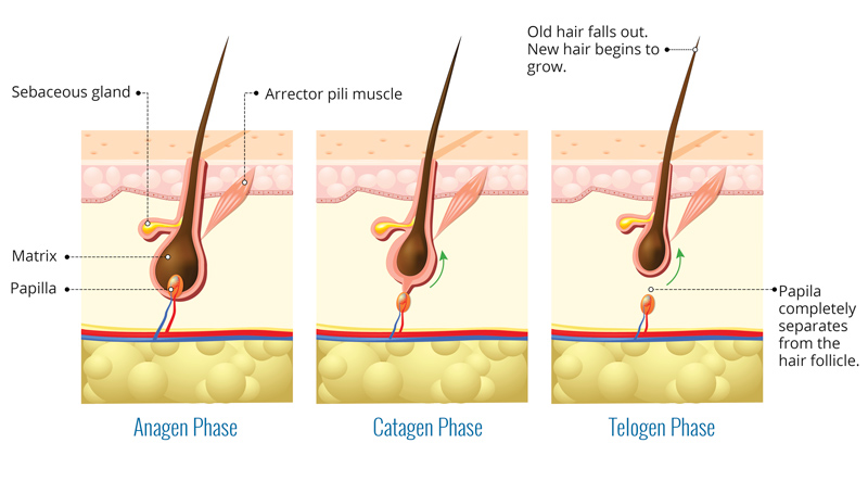 blog hair cycle 2